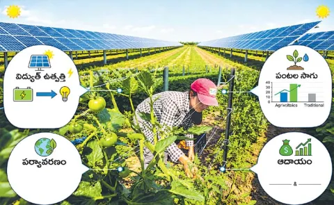 Agrivoltaic Solar Panels Farming Benefits For Farmers