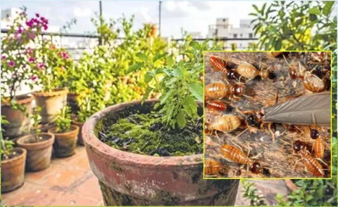 Natural Ways To Control Termites In Plants And Gardens
