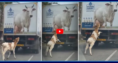 Calf Was Seen Trying To Drink Milk From A Cow Image 1