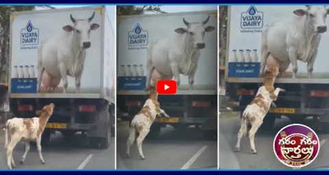 Calf Was Seen Trying To Drink Milk From A Cow Image 1