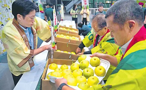 Japan Tottori Pear Fruit Record Auction