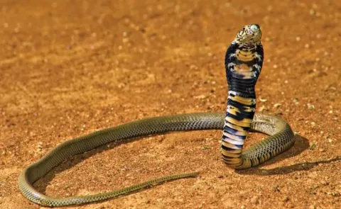 watchman bitten by krait cycles to hospital with snake in bag
