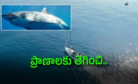 Heroic Man Leaps Into Water To Save Friend From Shark