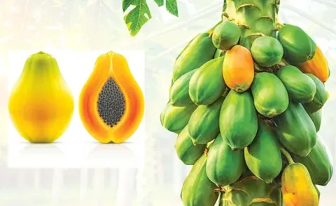 Papaya History India Production Agriculture Facts