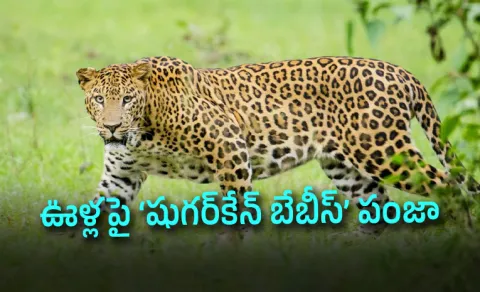 Born in the Canes Why Indias Leopards Are Leaving Forests to Claim Farmlands