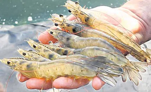AP Shrimp Farmers Association calls for siege of Fisheries Commissioners office
