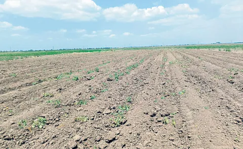 Chandrababu Naidu government not declaring drought zones