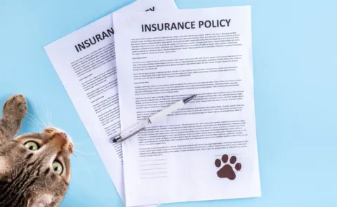 Insurance Policy For Pets Too