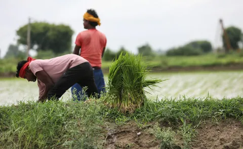 Kharif Crop Prices 9 Out of 14 Crops Beat MSP But Bajra Moong Farmers Left Behind