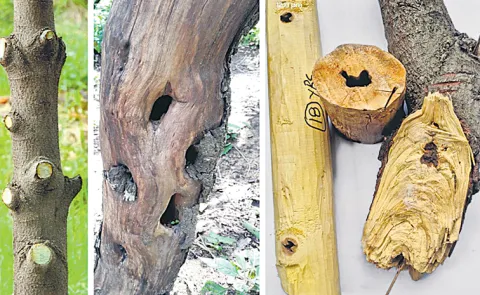  guidance on two types of pruning for sandalwood plants