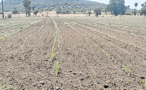 Andhra Pradesh is facing a severe drought situation under Chandrababu government