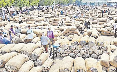 AP Government issues orders announcing SOP for cotton procurement