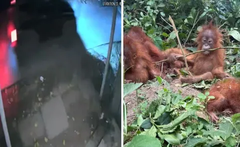 On Camera Black Thar Seen In Area Where Orangutans Were Found