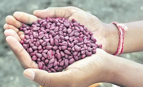 Telangana Faces Concern as Illegal GM Cotton Cultivation Reaches 30 Percent