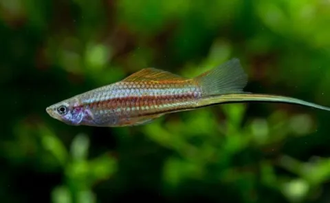 Scientists create virtual dating game for green swordtail fish