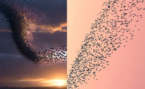 What is Murmurations? Why do birds flock together?10
