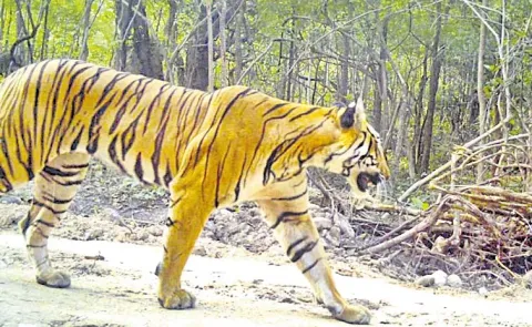 Tiger messages are going viral on social media
