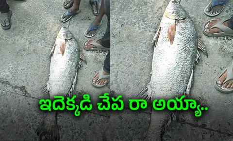 24 kg Kachidi Fish Sells Rs 80K