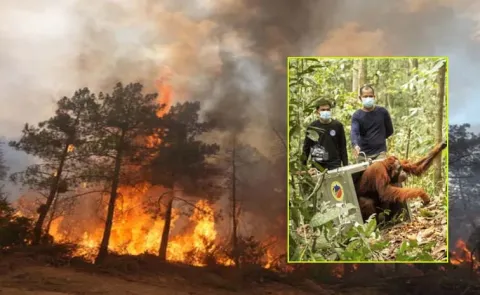 Borneo Orangutans Rescued From Wildfires