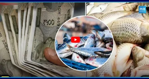  Fish Waste Business Idea  4