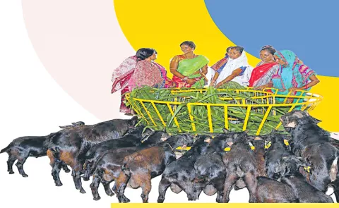 Explanation of Rotary feeding system in goat farming7