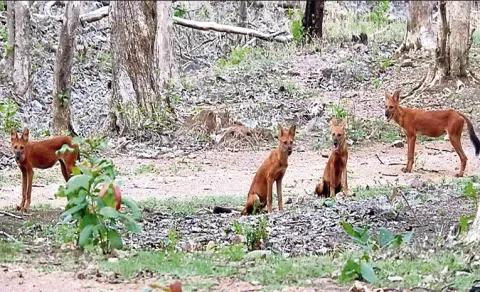 Wild Dogs Capable Of Hunting Tigers