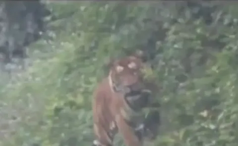  Royal Bengal Tiger Spotted Along Arunachal Road