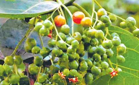 Sagubadi: Forest Fruits White Berry Bush Chamror full details