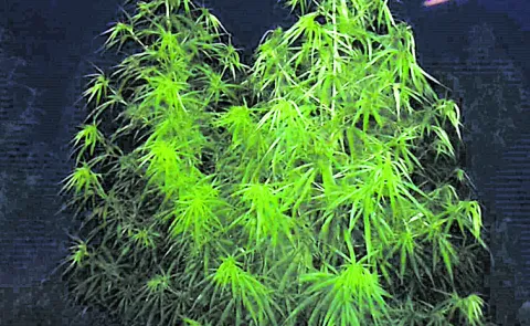 Large scale cannabis cultivation hidden among maize crops