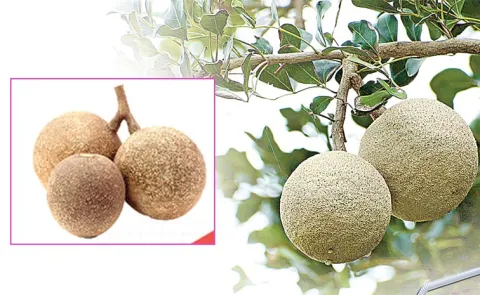 Wood Apple Nutritions & Health Benefits