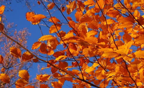 Sakshi Editorial On Autumn