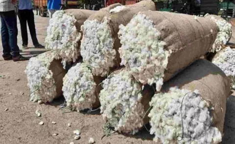 High Demand for Cotton This Season: Telangana