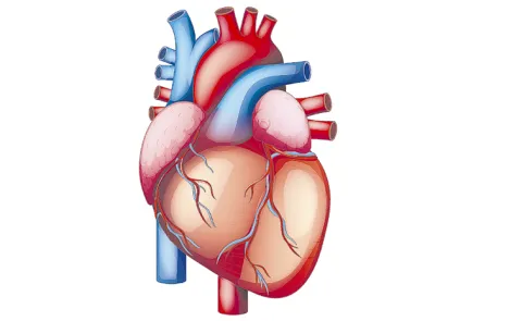 Vitamin D Deficiency and Risk for Cardiovascular Disease