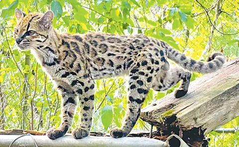 Scientists discovered Leopardus tilcayo, a new species of pint-sized tiger cat in Bolivia