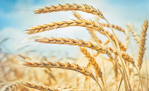 Warming climate may change protein composition of wheat