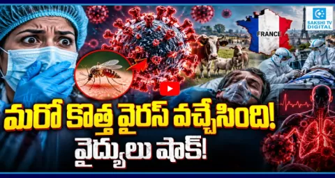 Shamonda Virus Casae Reported In France  1