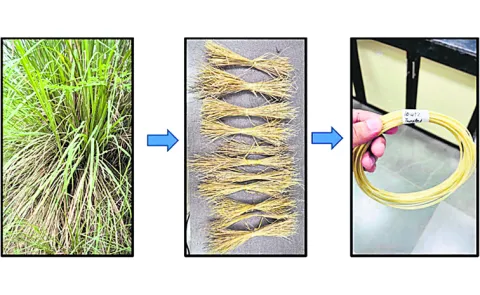 IIT Bombay creates plastic from Bermuda grass