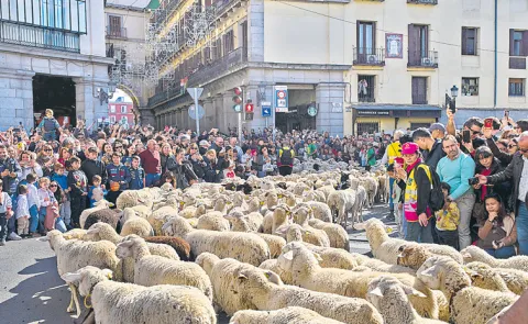 Madrid festival reroutes thousands of sheep to avoid housing protest camp9