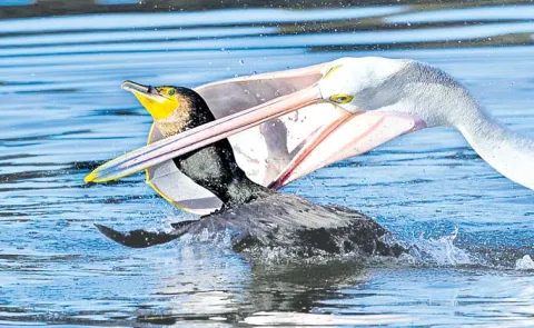 Pelican Cormorant Fish Stealing Battle