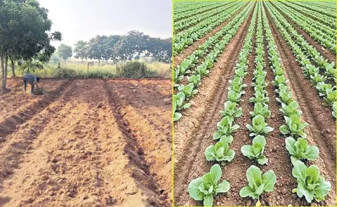 El-Nino Telangana Rabi Vegetable Cultivation7