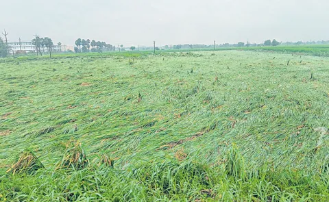 Cyclone Arnab Devastates Crops and Farmers Face Heavy Losses: Andhra Pradesh