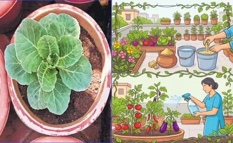 Asafoetida For Plants Natural Pest Control Gardening8