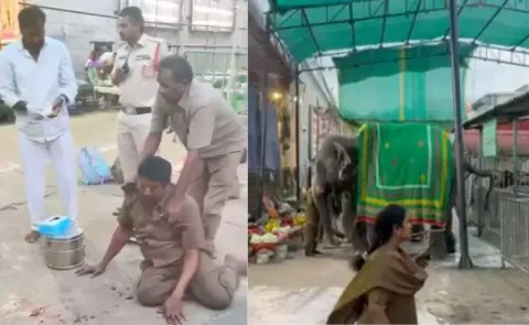  Elephant Rampage at Tiruchanoor Temple 