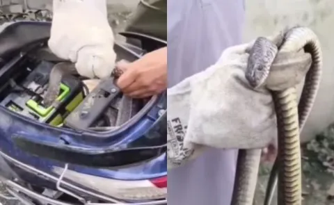 Parked scooter in Uttarakhand turns into hiding spot for 8 foot snake
