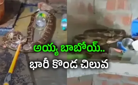 Up Woman Screams And Flees After Finding 12 Foot Python In Kitchen