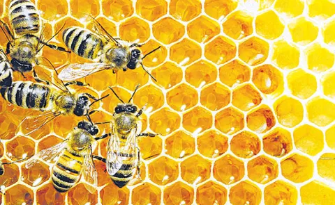 Pakistani terrorists used Ayurvedic honey remedy to heal wounds