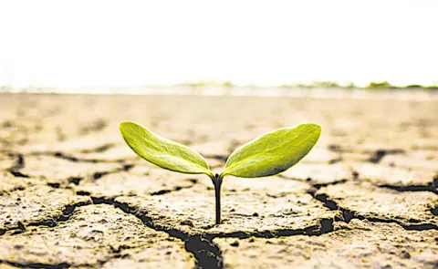 ElNino threatens agricultural production and food security