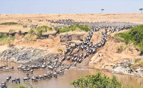 Maasai Mara Kenya Safari Wildlife Travel Guide8