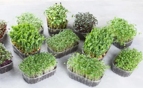 Sagubadi: Guide for Growing Microgreens at Home