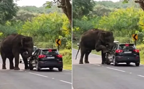 Wild elephant climbs onto moving car  8